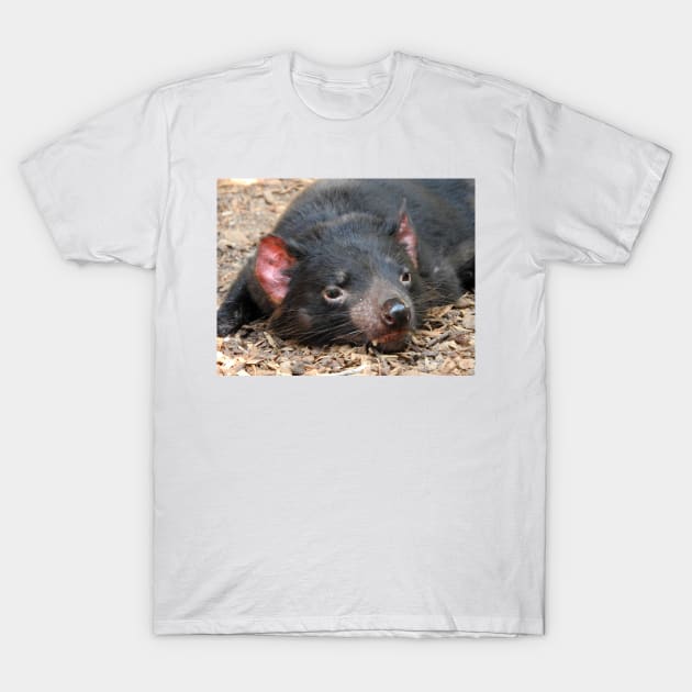 Tasmanian Devil T-Shirt by kirstybush